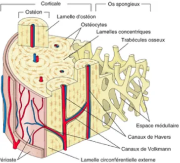 Figure 3 : Schéma illustrant l'architecture de l'os spongieux et de l'os cortical. 