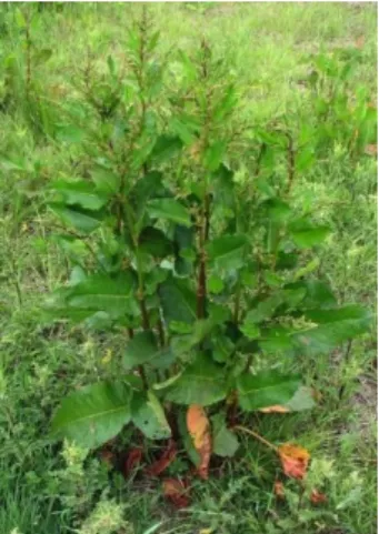 Figure  2:  Rumex  obtusifolius  (B. Verbuggen)