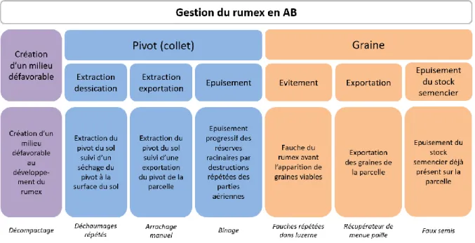 Figure 8: Stratégies de gestion du rumex en AB, processus et exemples d'application