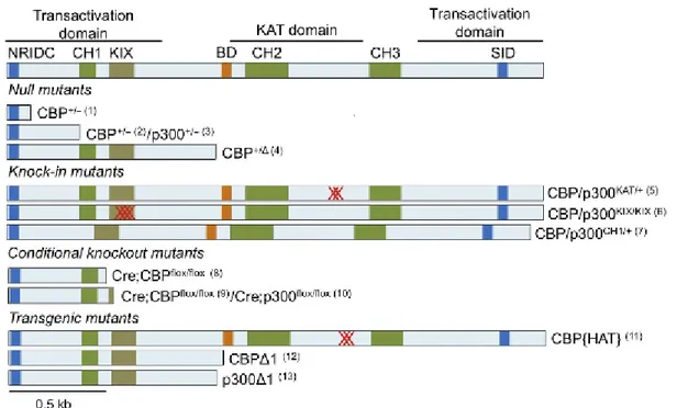 Figure  8 :  Représentation  linéaire  de  la  souche  sauvage  et  des  différentes  souches  mutantes de CBP et p300 utilisées dans des modèles murins de SRT