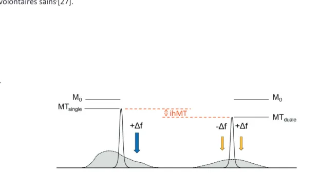 Figure 4: Schématisation du principe de la technique de transfert d’aimantation inhomogène (ihMT) 