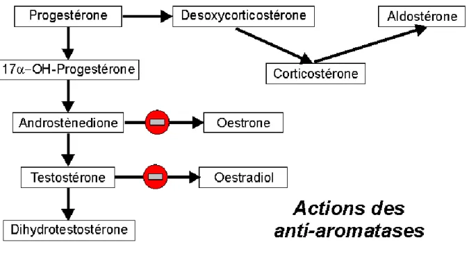 Figure 7 : Actions des anti-aromatases 