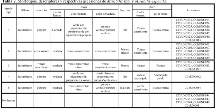 Tabla 2. Morfotipos, descriptores y respectivas accesiones de Mirabilis spp. y Mirabilis expanda.