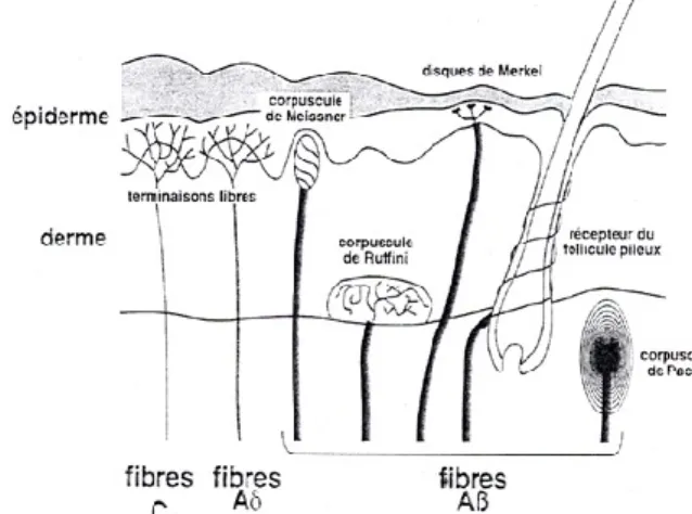 Fig  1 :  Les  fibres  Aδ  (peu  myélinisées)  et  C  (non  myélinisées), responsables des sensations  thermo-algiques, sont connectées à des terminaisons libres  appelées  « nocicepteurs »