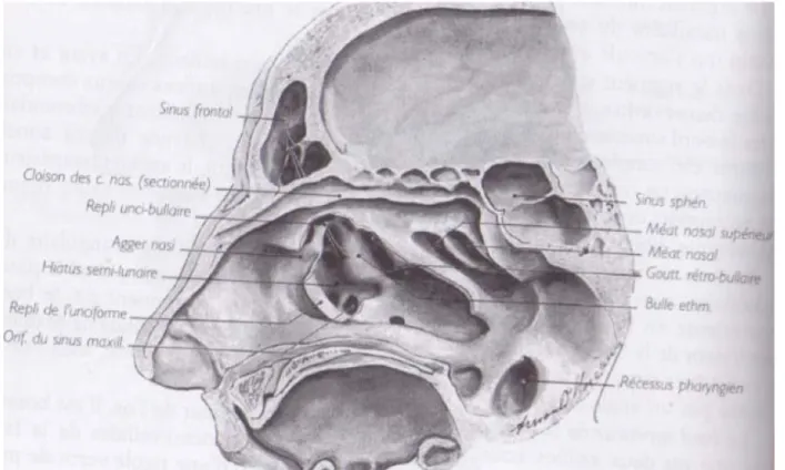 Figure 9 : Paroi latérale des cavités nasales, vue de dedans en dehors et de bas en haut, après résection du cornet  nasal moyen