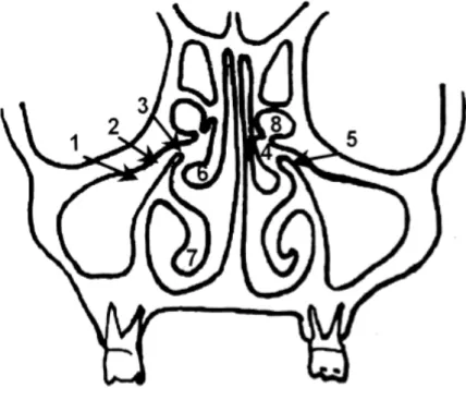 Figure 12 : Schéma d’une coupe frontale représentant l’unité anatomique du COM.  (Source : Clair et al