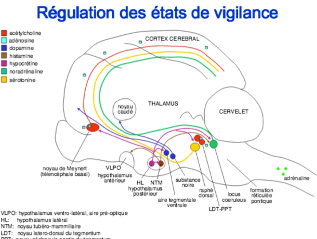 Figure 4  :  Régulation  des  états  de  vigilance.  Système  anatomique  complexe  associant  différents neuro-transmetteurs