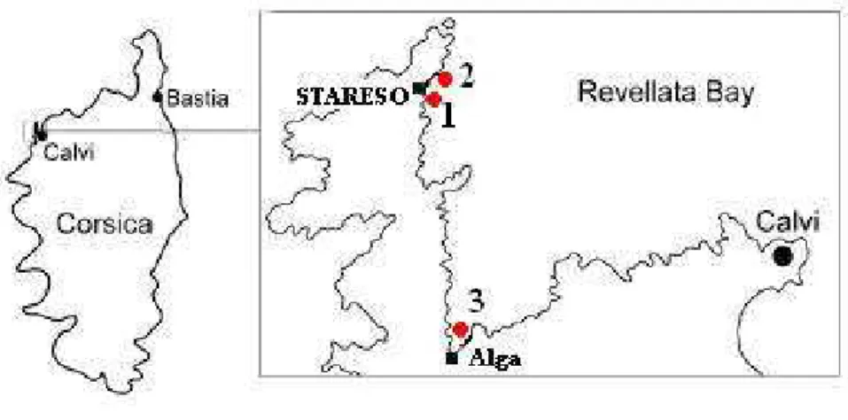 Fig. 4 : Localisation de la baie de La Revellata et les 3 stations de prélèvement (en rouge)