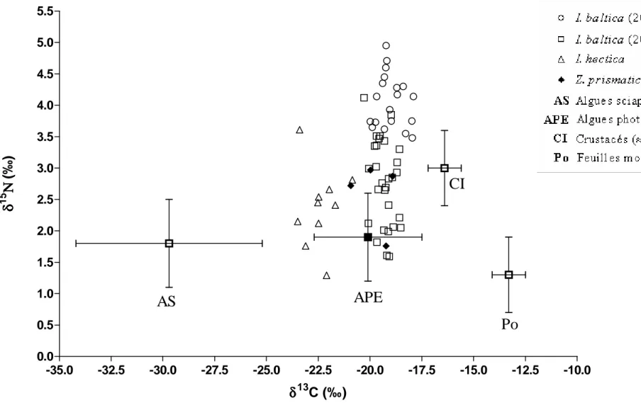Fig 8:  δ 13 C et  δ 15 N de trois espèces d’Idotéidés échantillonnées dans la baie de  Calvi comparées à celles des producteurs  primaires  (moyenne  et  écart-type)