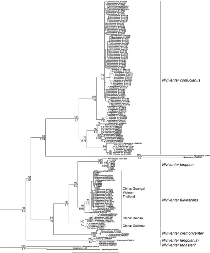 Fig. 6. ML tree (HKY + G) representing phylogenetic relationships within the Niviventer genus using COI dataset