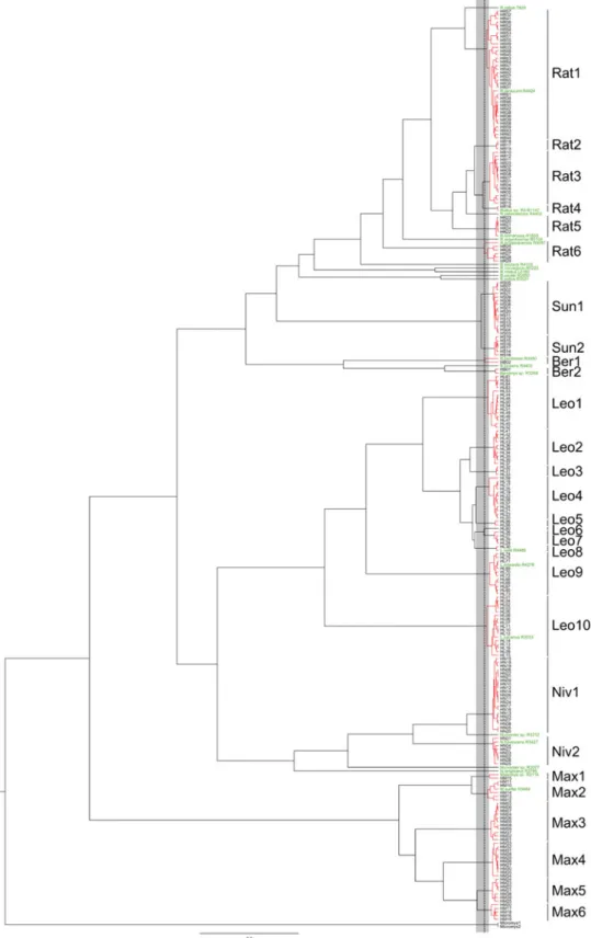 Fig. 3. Ultrametric tree obtained with BEAST including samples collected in limestone karsts (HXXX in black) and sequences from Pages et al