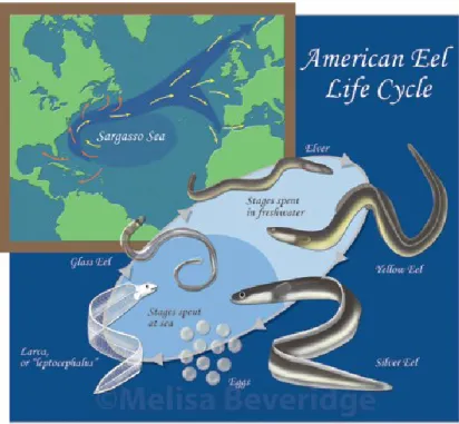 Figure 1.2 Cycle de vie de  l‘anguille d‘Amérique 