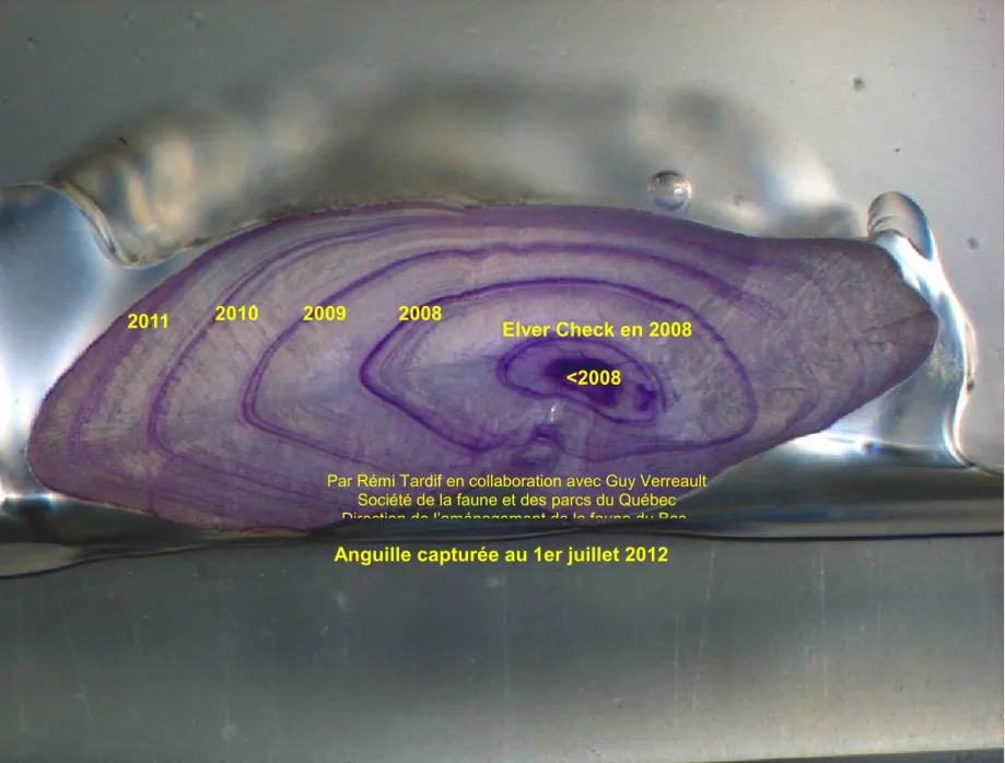Figure 2.2 Otolith age reading, picture from Guy Verreault 