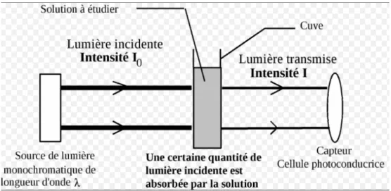 Figure 3 : Loi de Beer-Lambert. 