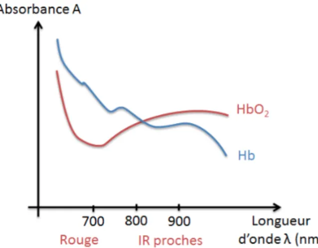 Figure  4 :  Spectre  d’absorption  de  l’hémoglobine.  HbO :  oxyhémoglobine ;  Hb :  désoxyhémoglobine ; IR proche : proche InfraRouge 