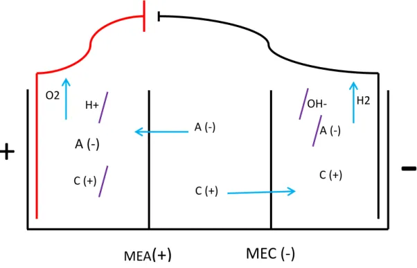 Figure 1 : Mouvements des ions dans une cellule d’électro-activation à trois  compartiments 