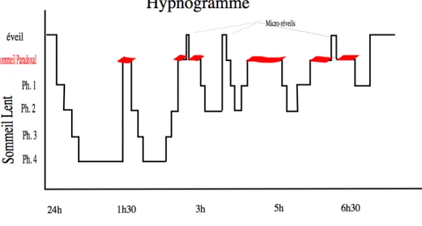 Figure 1 : Exemple d'hypnogramme (11)   
