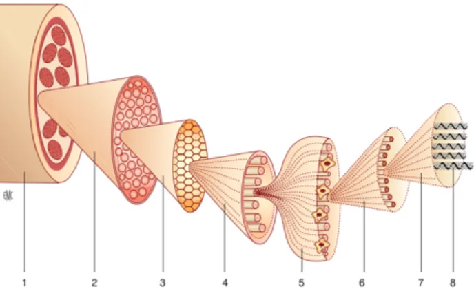 Figure 1 : Schéma de la composition structurale hiérarchique du tendon, de la molécule à l’unité tendineuse d’après  G