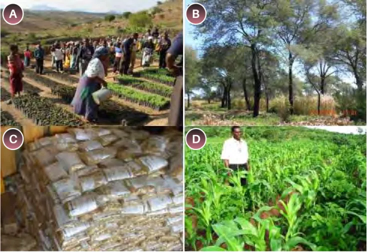 Figure 2. Examples of whole-village agroforestry initiative in Malawi: a) Community nursery in southern Malawi, b) Faidherbia  albida  trees  with  maize  cropping  in  Malawi;  c)  quality  tree  seed  sachets  for  smallholder  farmers,  d)  Mr  Markos  