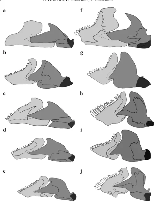 Figure 5. Lateral view of the left mandible. Left-hand column illustrates larvae and right-hand column, adults