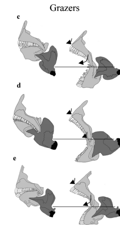Figure 8. Lateral view of mouth opening and mouth closing in the five adult species. Mouth is composed of mandible and premaxillary bone