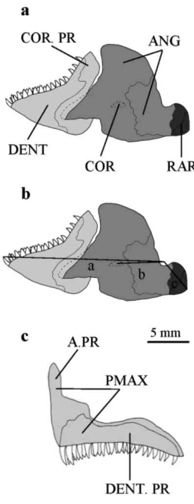 Figure 2. Pomacentrus pavo adult. a, lateral view of the mandible. b, lateral view of the mandible illustrating the points of measurement for jaw lever arms