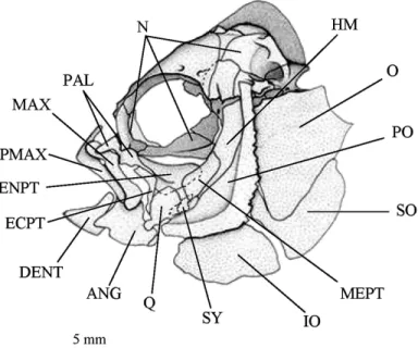 Figure 3. Pomacentrus pavo adult. Lateral view of the cranium. ANG, articulo-angular; DENT, dentary; ECPT, ectopterygoid; ENPT, entopterygoid; HM, hyomandibular; IO, interoperculum;