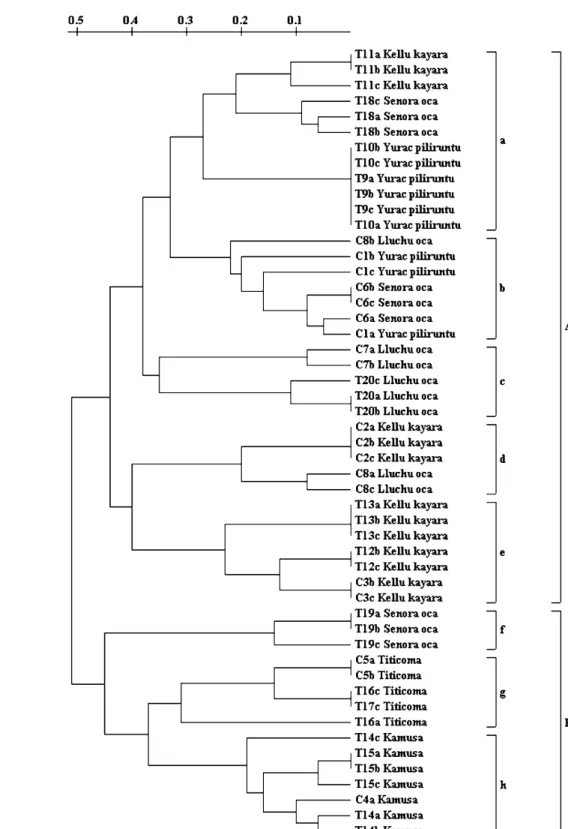 Fig. 1 Dendrogram based on ISSR