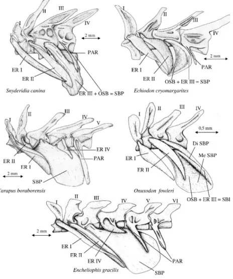 Figure 1. Lateral view of the first vertebrae with the associated epipleural ribs and swim bladder plate in five species of Carapidae.