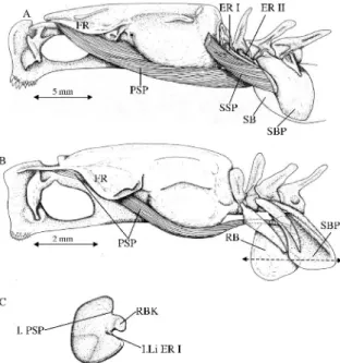 Figure 3. Lateral view of the musculature associated with the swim bladder in Carapus boraborensis (A) and in Onuxodon fowleri (B)