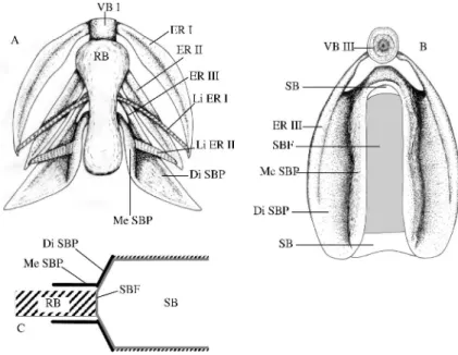 Figure 4. Onuxodon fowleri. A. Ventral view of the sound producing complex (without the muscles); B