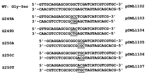 Figure 1 Oligonucleotides designed for mutagenesis of the DmpA cleavage site and plasmids utilized for production of the mutants WT, wild type.