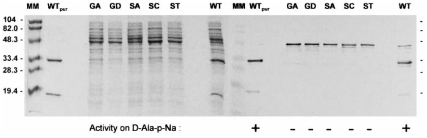 Figure 4 Electrophoretic analysis of DmpA mutants and correlation with activity using D -Ala-p-Na as a substrate