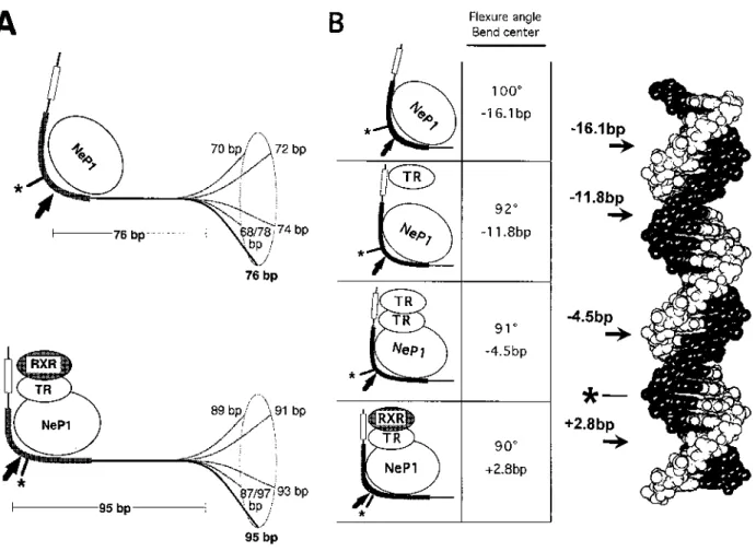 Figure 5. Summary of the DNA conformation changes in the different silencer complexes