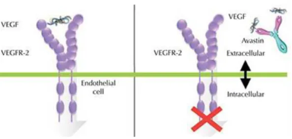 Figure 2: Mécanisme d'action du bevacizumab. En se fixant au VEGF, il empêche sa  fixation sur son récepteur, bloquant ainsi l'angiogenèse (Document Avastin®) 