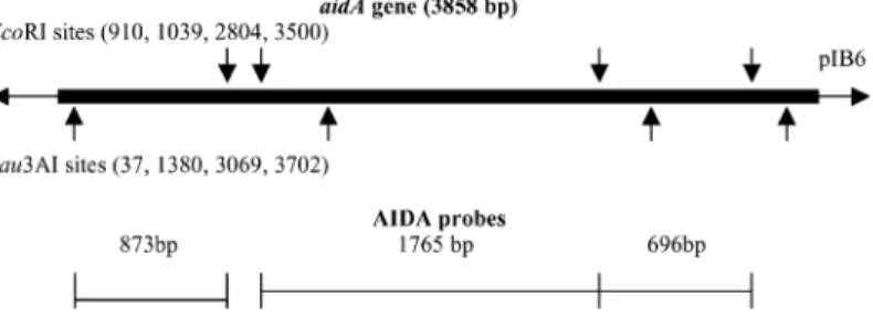 Fig. 1. EcoRI and Sau3AI partial restriction map of the aidA gene of human reference DAEC strain 2787 on recombinant pIBH6 plasmid (Benz and Schmidt,1989) and derivation of the three AIDA probes.