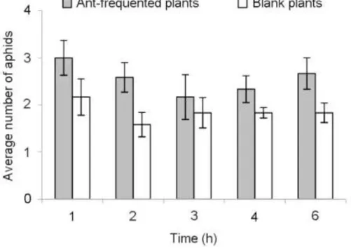 Fig.  2  Average  number  of  aphids  staying  on  plants  depending  on  time  and  ant  presence