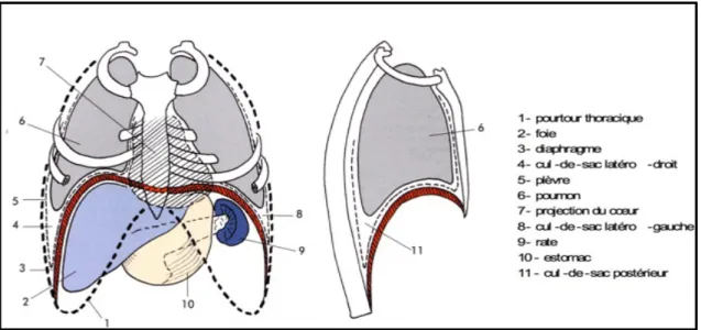 Figure n° 1 : Rapport du diaphragme en vues frontales et sagittales (26) 
