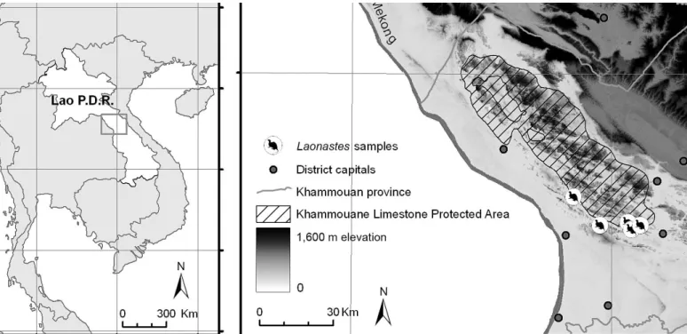 Fig. 2): 3 specimens were trapped by local hunters in Thamel (17u26950.7760N, 104u57919.9590E), 46 animals were from Na Dee (17u25954.5460N, 105u04914.4840E), 1 was from Phonlai (17 u 28909.4540N, 105 u 03931.4010E), and 2 were from Na Tung (17 u 26948.472