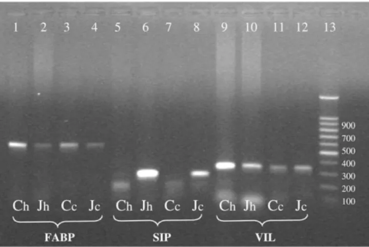 Fig. 1. RT-PCR analysis of transcripts of FABP (lanes 1–4), SIP (lanes 5–8) and VIL (lanes 9–12) in bovine intestinal homogenates of colon (Ch) and jejunum (Jh) compared to homogenates of bovine enterocytes isolated from colon (Cc) and jejunum (Jc) of one 