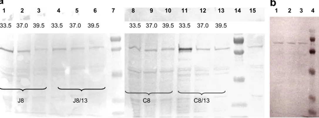 Fig. 3. (a) Western blot of SV40 large T antigen in immortalized enterocytes from one adult bovine intestinal epithelium