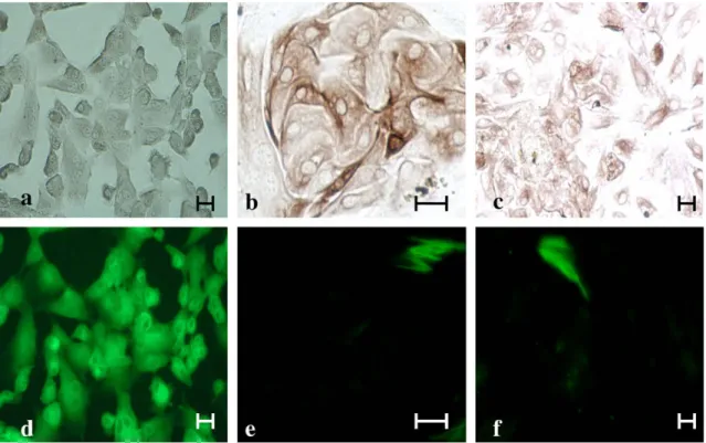 Fig. 7. Electron micrograph of a jejunocyte (a) and a colonocyte (b) monolayer from an adult bovine