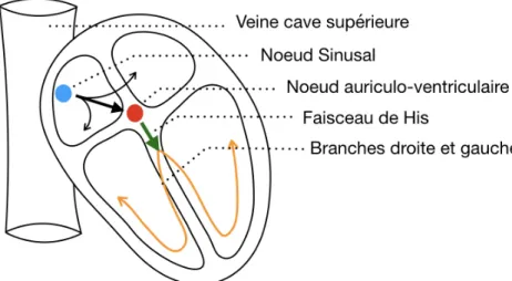 Figure n° 1 : Séquence d’activation électrique 