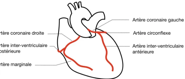 Figure n°4 : Artères coronaires  2 – Le rythme cardiaque 