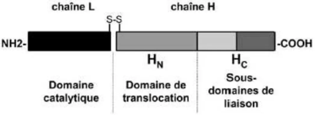 Figure 5 : Structure fonctionnelle de la neurotoxine botulique. In Poulain et Humeau, Annales  de Réadaptation et de Médecine Physique 2003 (10)