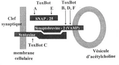 Figure 7 : Cibles protéiques des différentes toxines botuliques. In Ranoux et Gury, Solal 2002  (9)