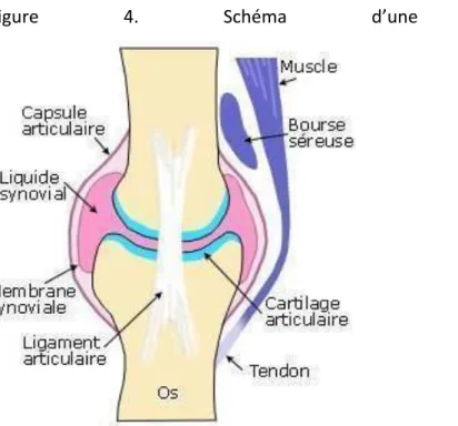 Figure  4.  Schéma  d’une  articulation  synoviale                                      