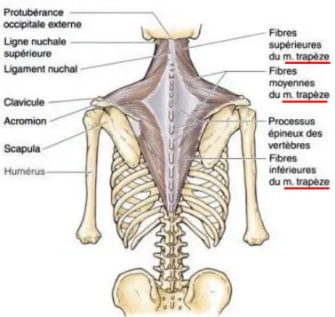 Figure 11 : Représentation schématique des os et muscles profonds des muscles du haut du dos (notamment le muscle  trapèze)- K.L