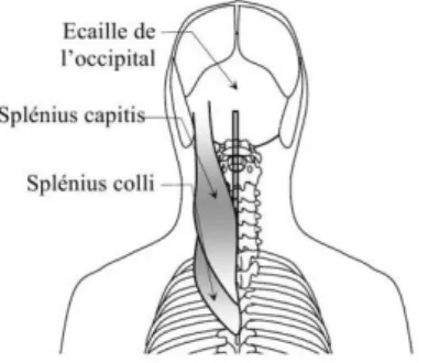 Figure 13 : Vue postérieure du muscle splénius, représenté par ses deux parties : le capitis (tête) et le colli (cou) - A