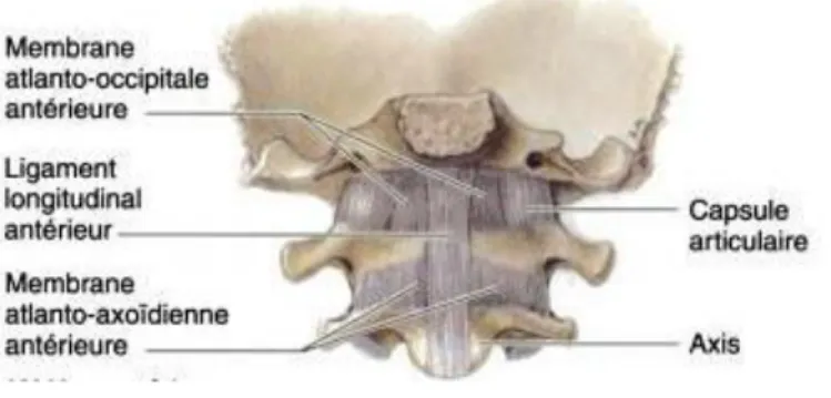 Figure 15 : Représentation des ligaments des premières articulations crânio-vertébrales par une vue antérieure - K.L